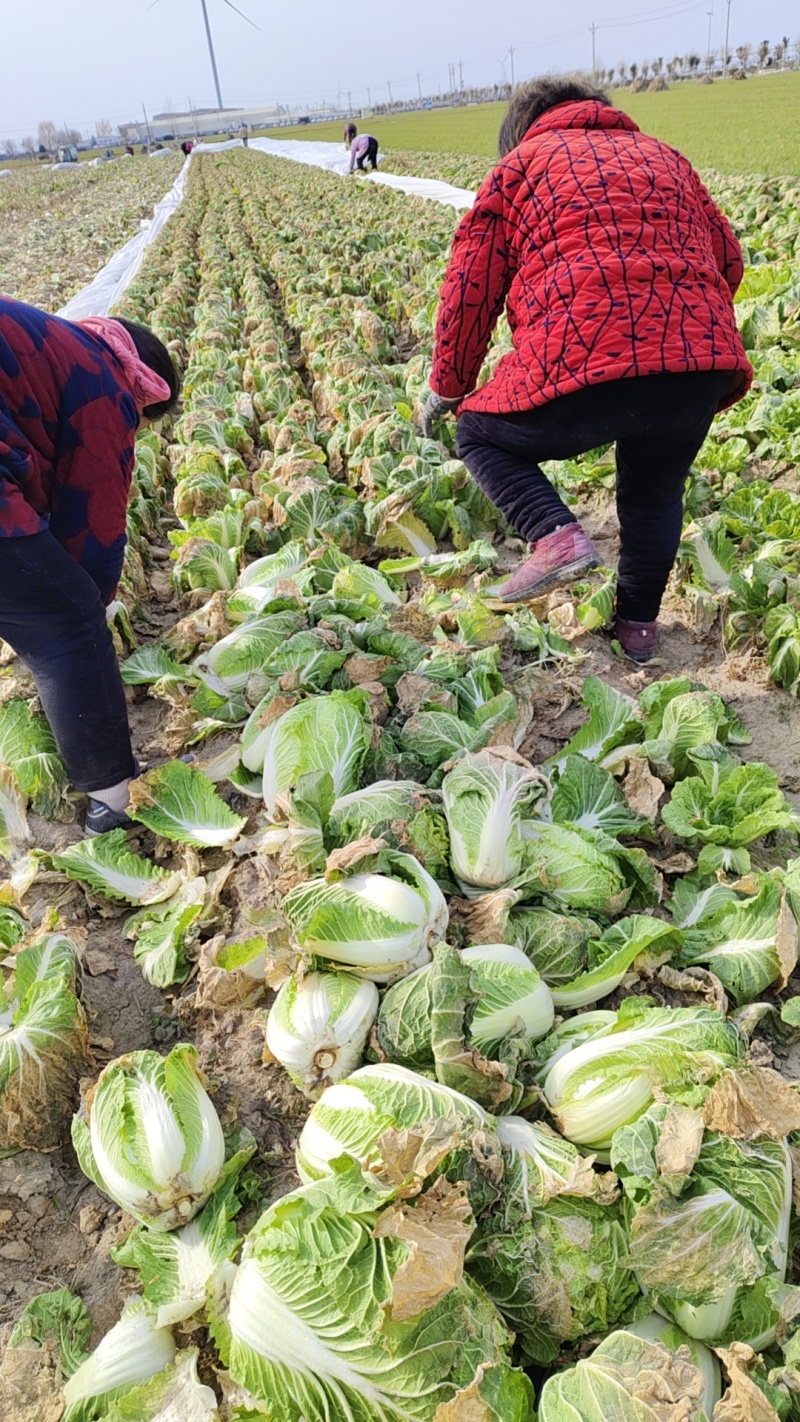 娃娃菜产地一手货源规格齐全可视频看货代发全国