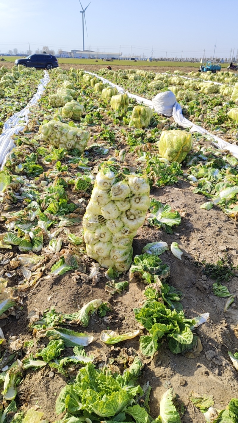 娃娃菜产地一手货源规格齐全可视频看货代发全国