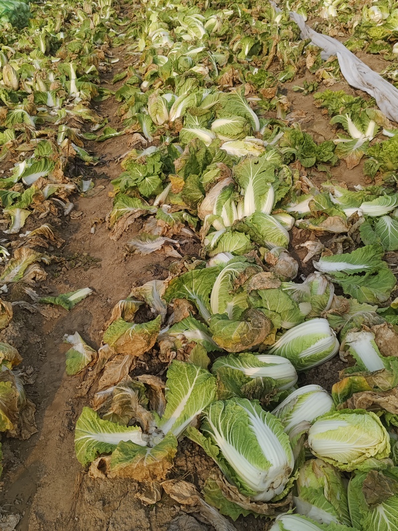 娃娃菜产地一手货源规格齐全可视频看货代发全国