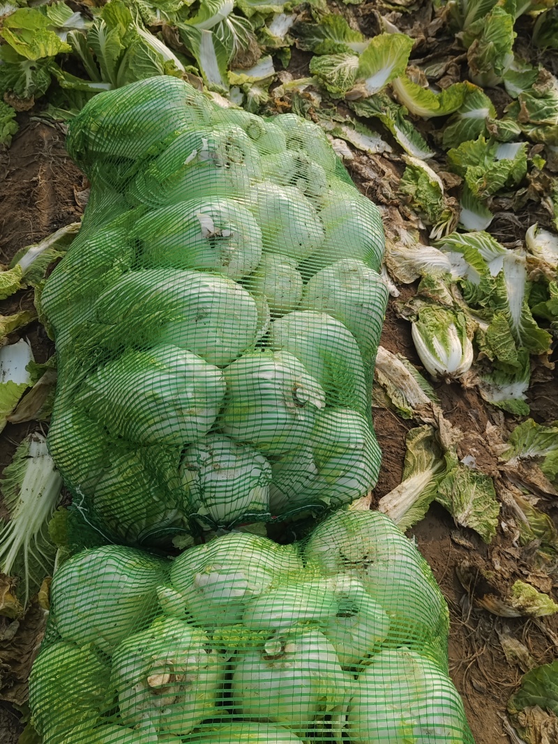 娃娃菜产地一手货源规格齐全可视频看货代发全国