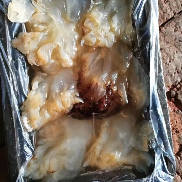海蜇头（渤海湾沙蜇头）电商、批发商、赶大集**物超所值