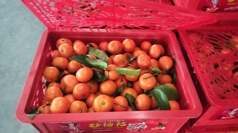 【广西荔浦砂糖橘】电商市场商超供应来电价格优惠品质保证。