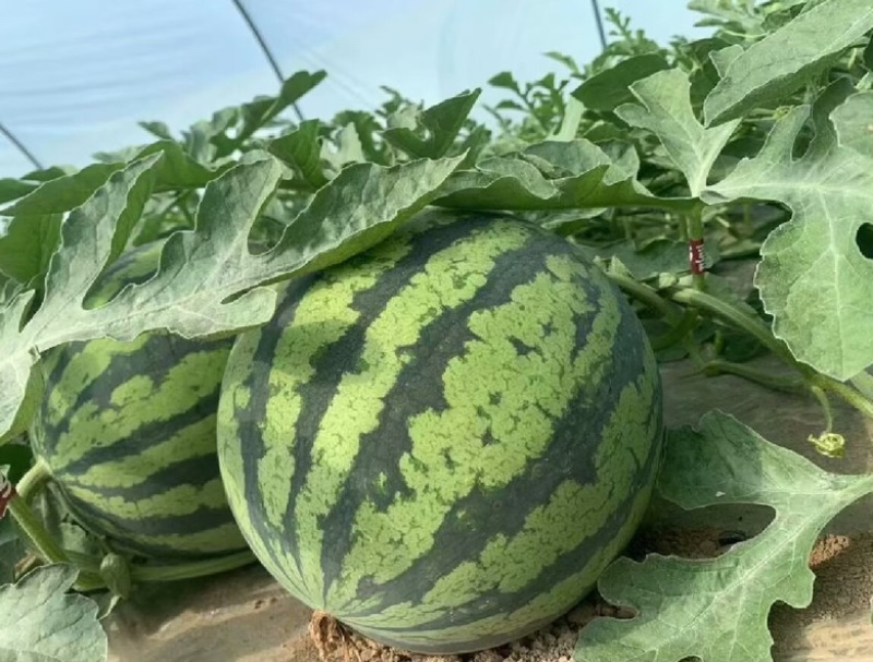 麒麟西瓜、甘肃麒麟西瓜、皮薄糖分高对接市场商超电商