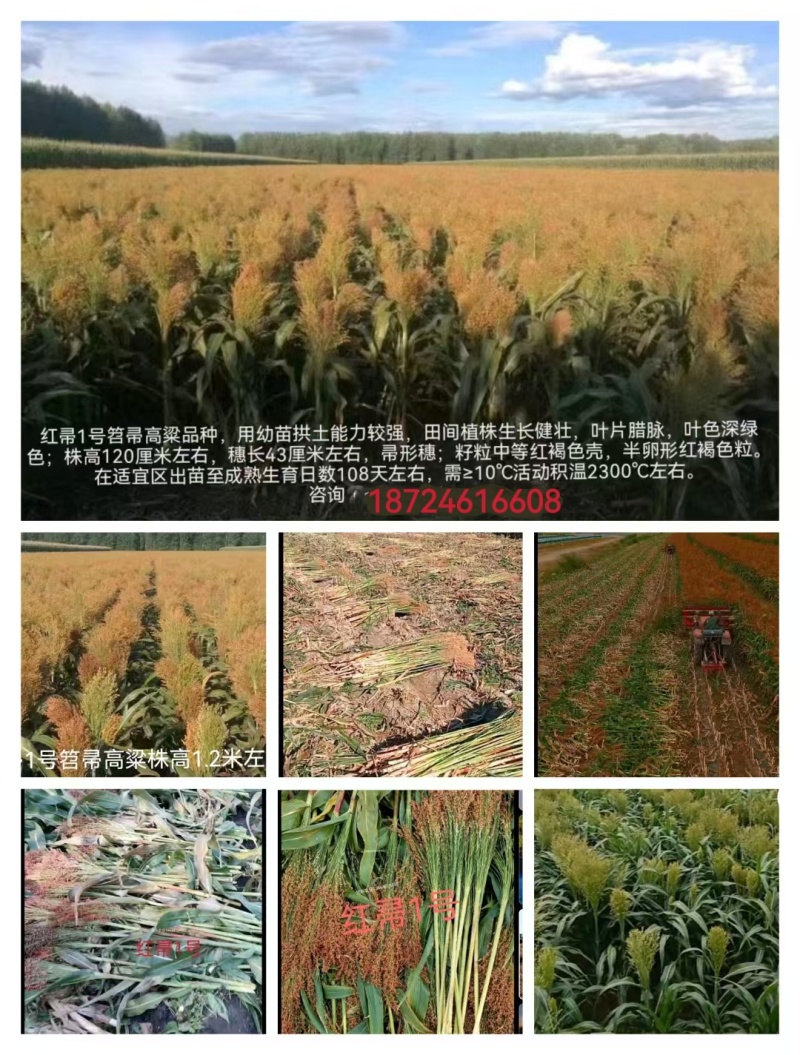 小矮人红帚1号笤帚高粱种子