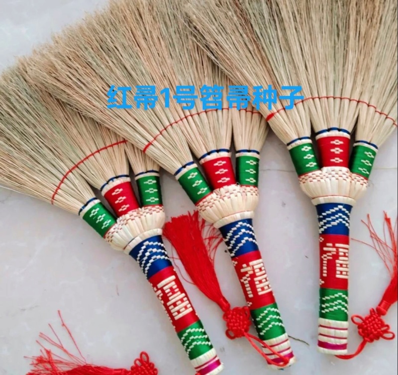 小矮人红帚1号笤帚高粱种子