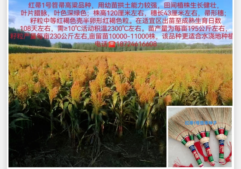 小矮人红帚1号笤帚高粱种子