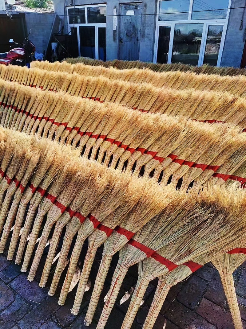 小矮人红帚1号笤帚高粱种子