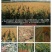 小矮人红帚1号笤帚高粱种子