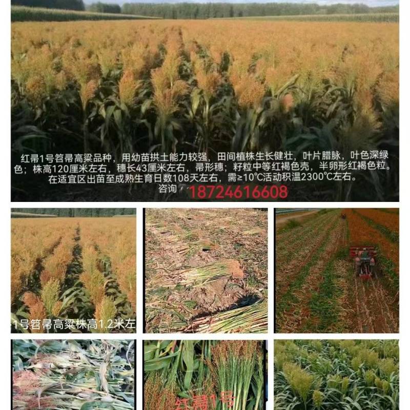 小矮人红帚1号笤帚高粱种子