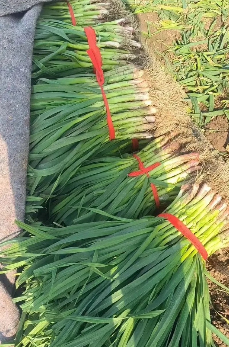 河南优质红根蒜苗，产地直供，电商，市场，品质保证