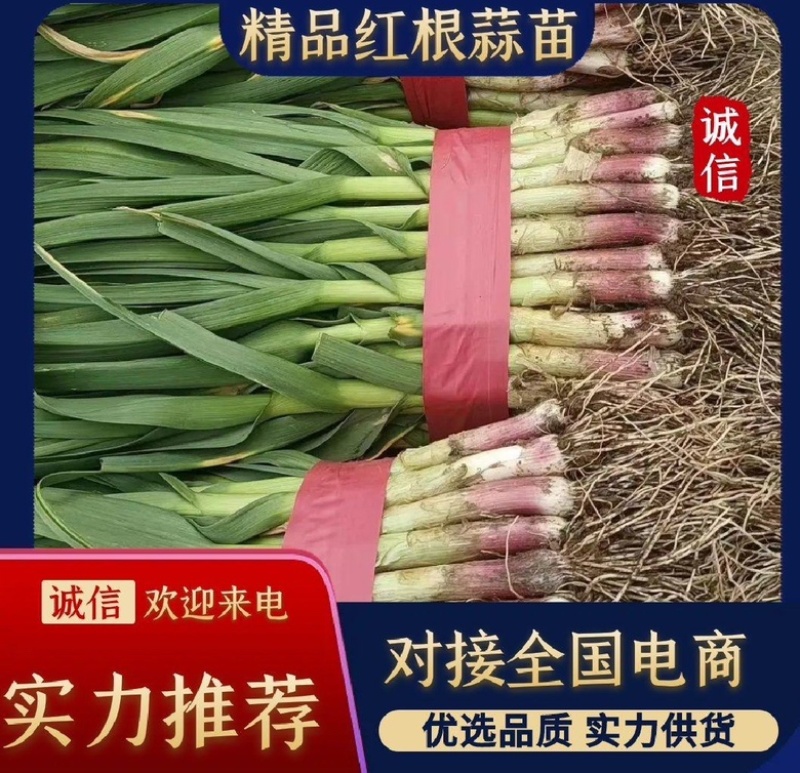 河南优质红根蒜苗，产地直供，电商，市场，品质保证