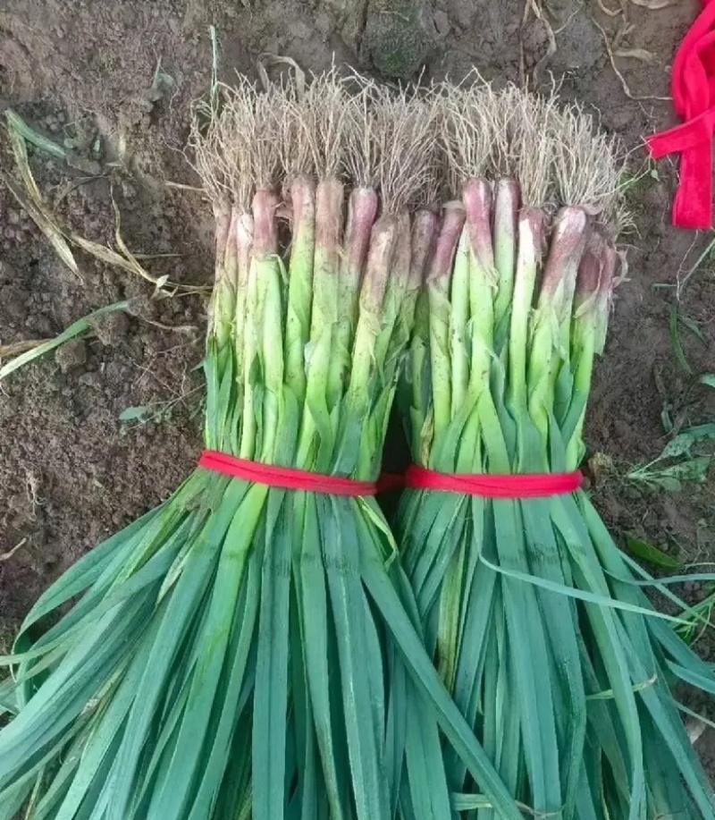 河南优质红根蒜苗，产地直供，电商，市场，品质保证