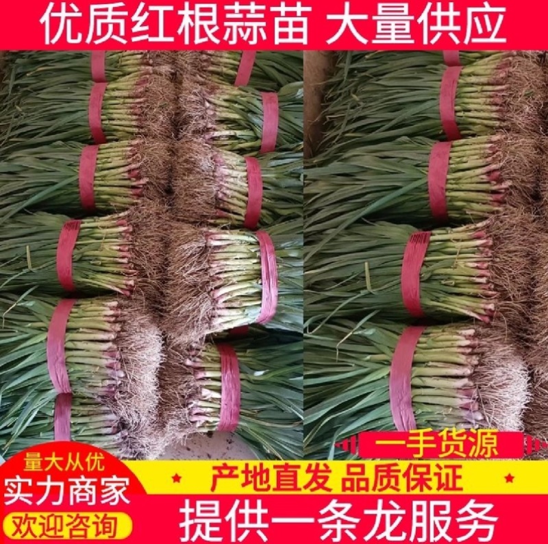 河南优质红根蒜苗，产地直供，电商，市场，品质保证