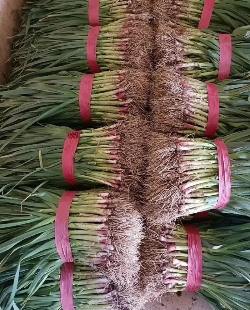 河南优质红根蒜苗，产地直供，电商，市场，品质保证