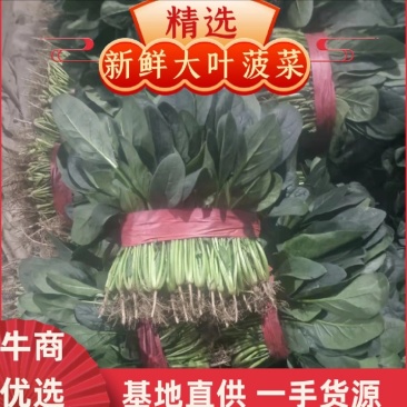 河南优质大叶菠菜，优质大棚，无黄叶，烂叶，专业供应