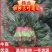 河南优质大叶菠菜，优质大棚，无黄叶，烂叶，专业供应