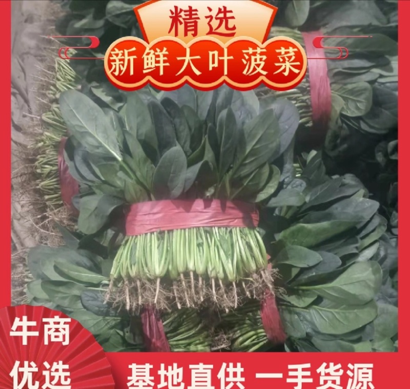河南优质大叶菠菜，优质大棚，无黄叶，烂叶，专业供应