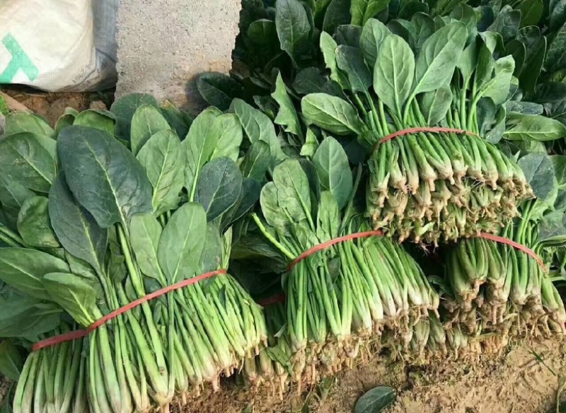 河南优质大叶菠菜，优质大棚，无黄叶，烂叶，专业供应