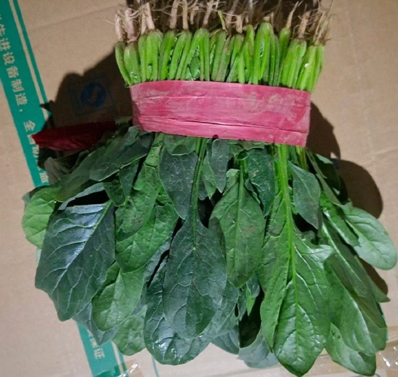 河南优质大叶菠菜，优质大棚，无黄叶，烂叶，专业供应