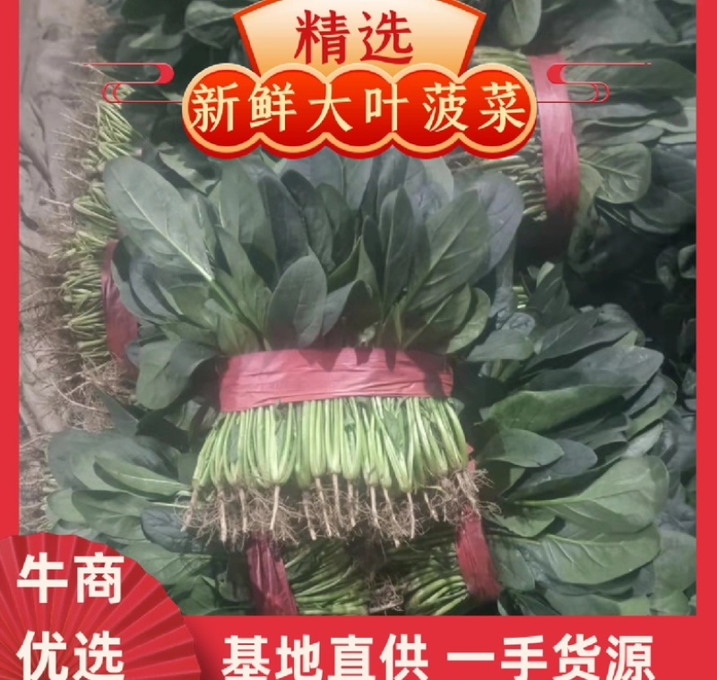 河南优质大叶菠菜，优质大棚，无黄叶，烂叶，专业供应