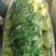 河南优质大叶菠菜，优质大棚，无黄叶，烂叶，专业供应
