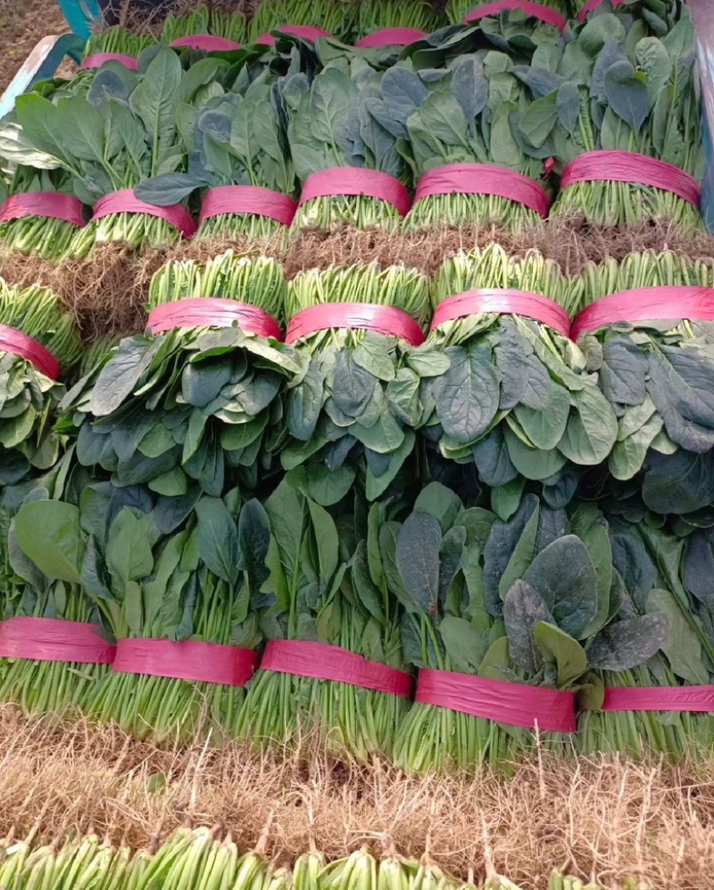 河南优质大叶菠菜，优质大棚，无黄叶，烂叶，专业供应