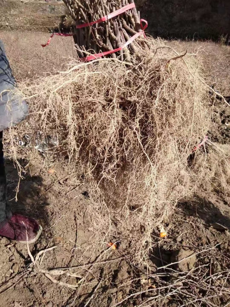 【热卖】猕猴桃苗水杨桃嫁接红心，黄心绿心，G3猕猴桃苗