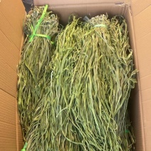 电商专用贡菜（三级）