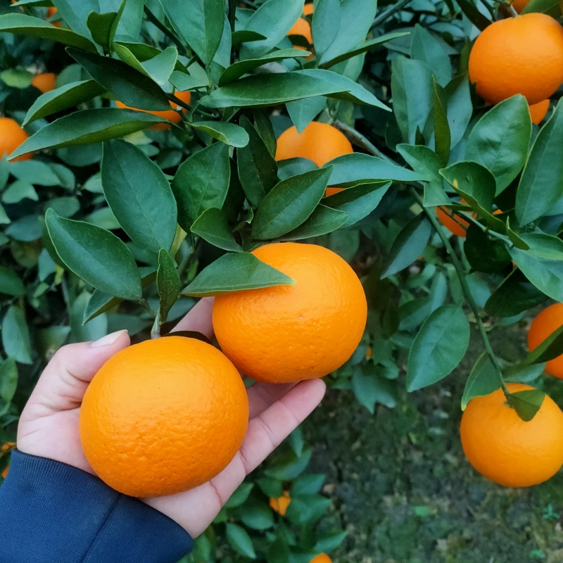 蜜香橙