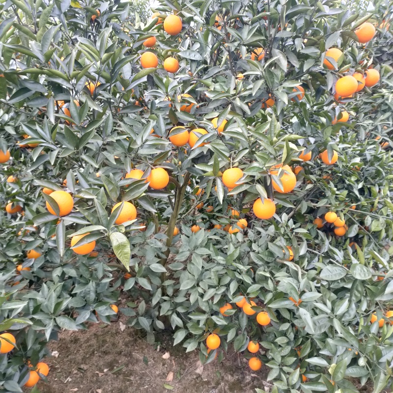 蜜香橙