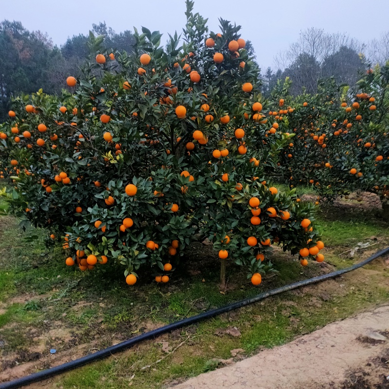 蜜香橙