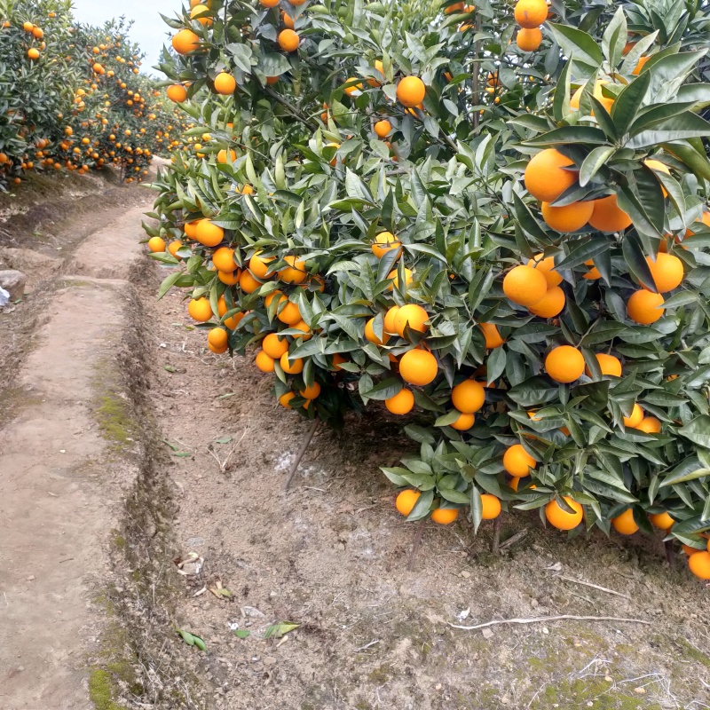 蜜香橙