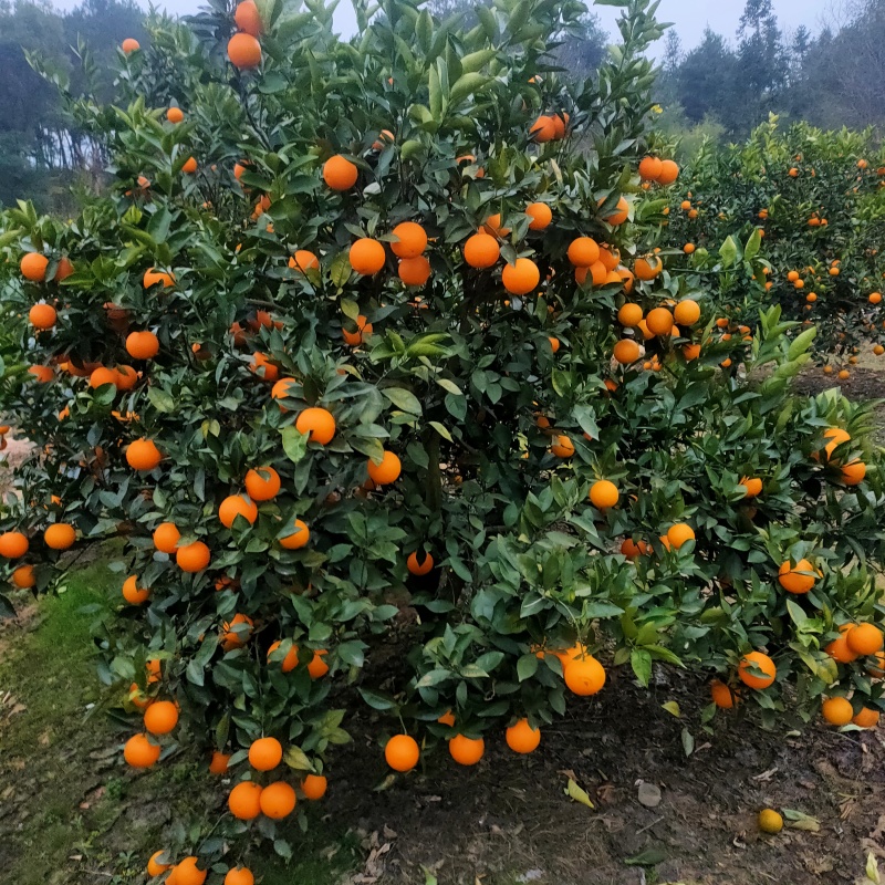 蜜香橙