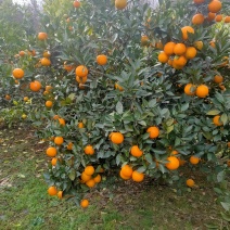 蜜香橙