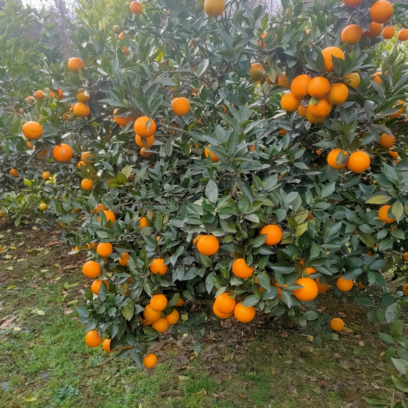 蜜香橙