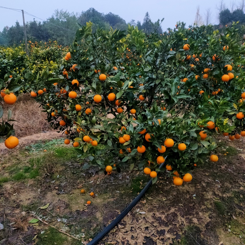 蜜香橙