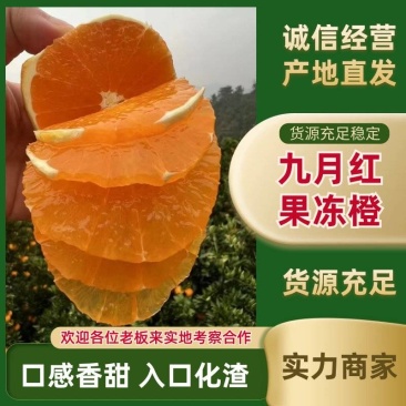 精选九月红脐橙又名果冻橙口感甜果园看货量大价优