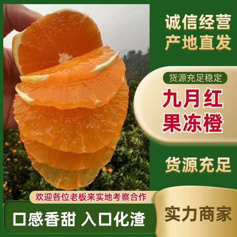 精选九月红脐橙又名果冻橙口感甜果园看货量大价优