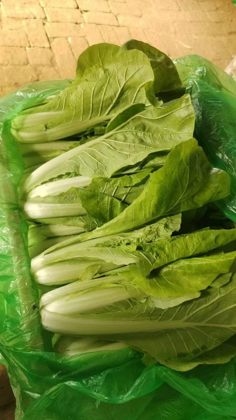 奶白菜有货欢迎各位客商前来选购