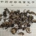 升麻东北升麻批发各种中药材康辰药业量大从优