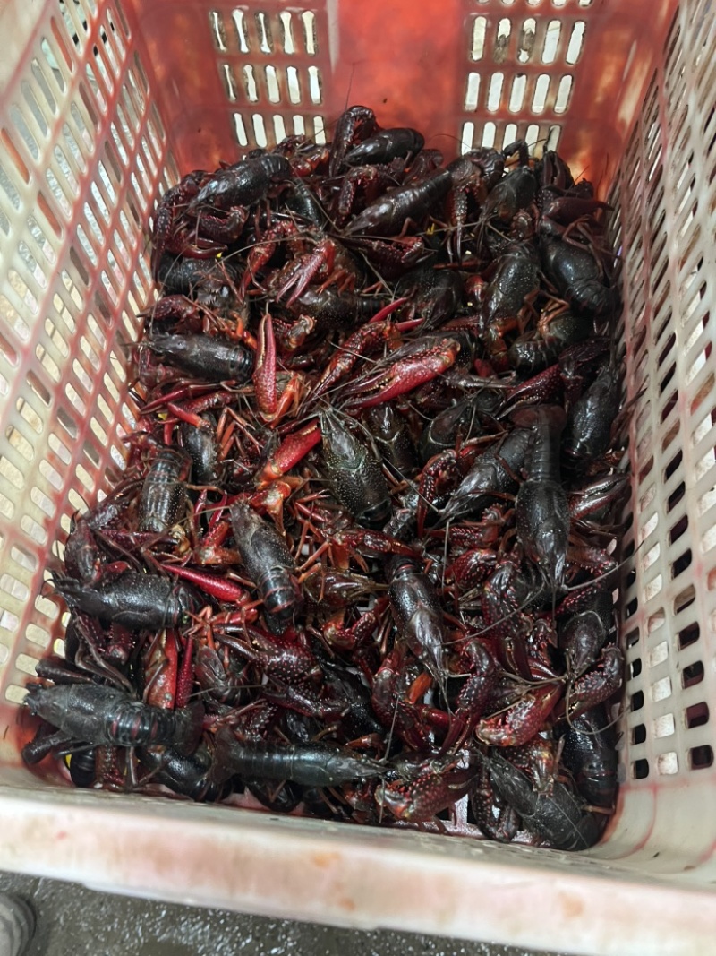 小龙虾