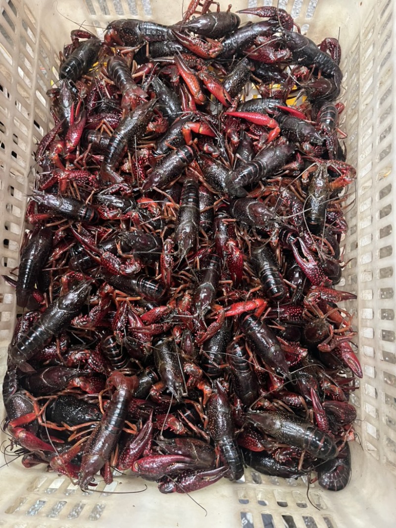 小龙虾