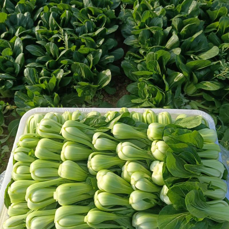 油菜大量供应质优价廉欢迎各位客商前来选购