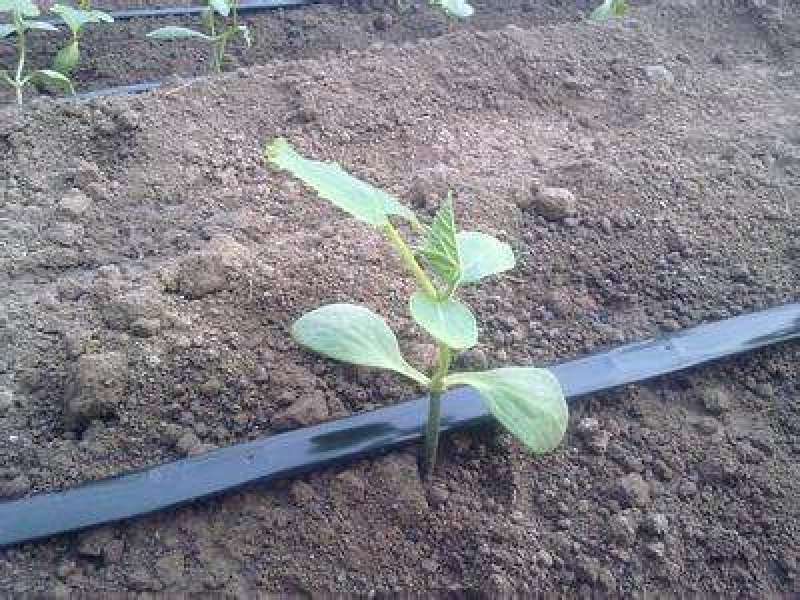 贴片滴灌带树苗蔬菜灌溉滴灌带大鹏灌溉水袋规格型号全