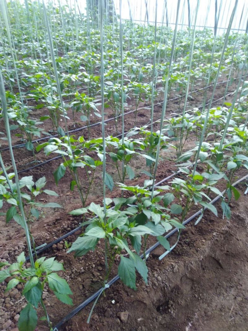 贴片滴灌带树苗蔬菜灌溉滴灌带大鹏灌溉水袋规格型号全
