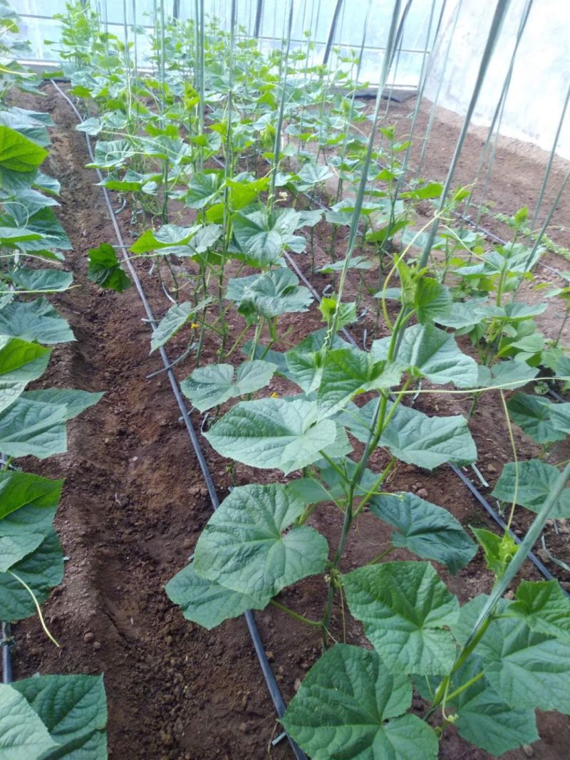 贴片滴灌带树苗蔬菜灌溉滴灌带大鹏灌溉水袋规格型号全
