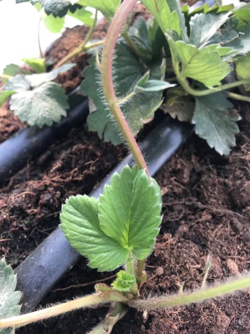 贴片滴灌带树苗蔬菜灌溉滴灌带大鹏灌溉水袋规格型号全