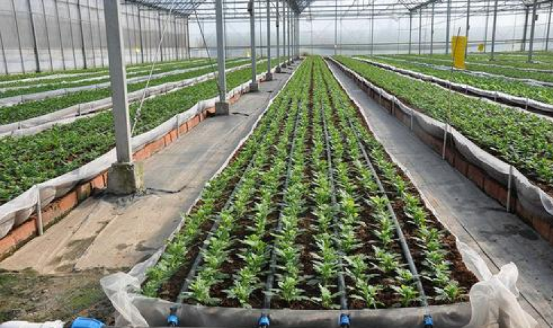 贴片滴灌带树苗蔬菜灌溉滴灌带大鹏灌溉水袋规格型号全