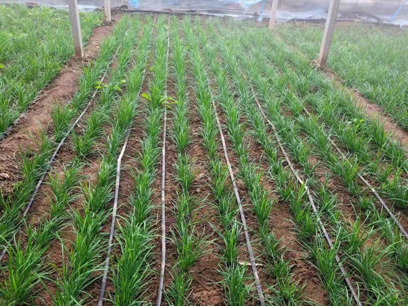 贴片滴灌带树苗蔬菜灌溉滴灌带大鹏灌溉水袋规格型号全