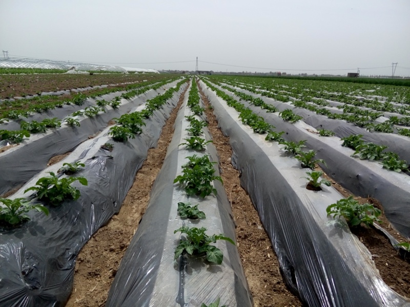 贴片滴灌带树苗蔬菜灌溉滴灌带大鹏灌溉水袋规格型号全